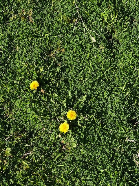 たんぽぽに見る私のフォークエティモロジー Keep On Smiling